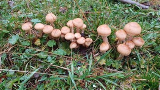 foto di Funghi
